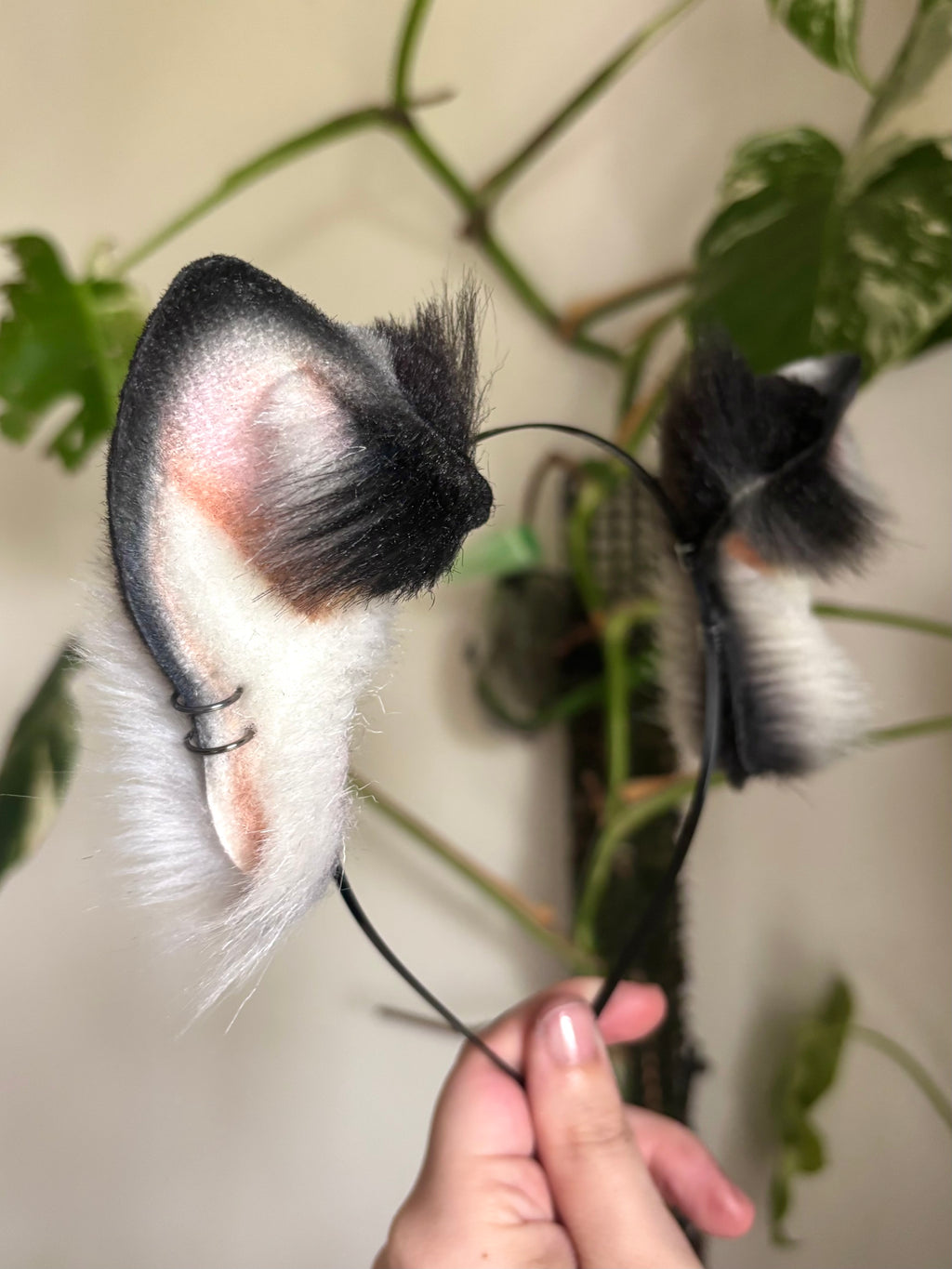 Marbled Kitten Ears