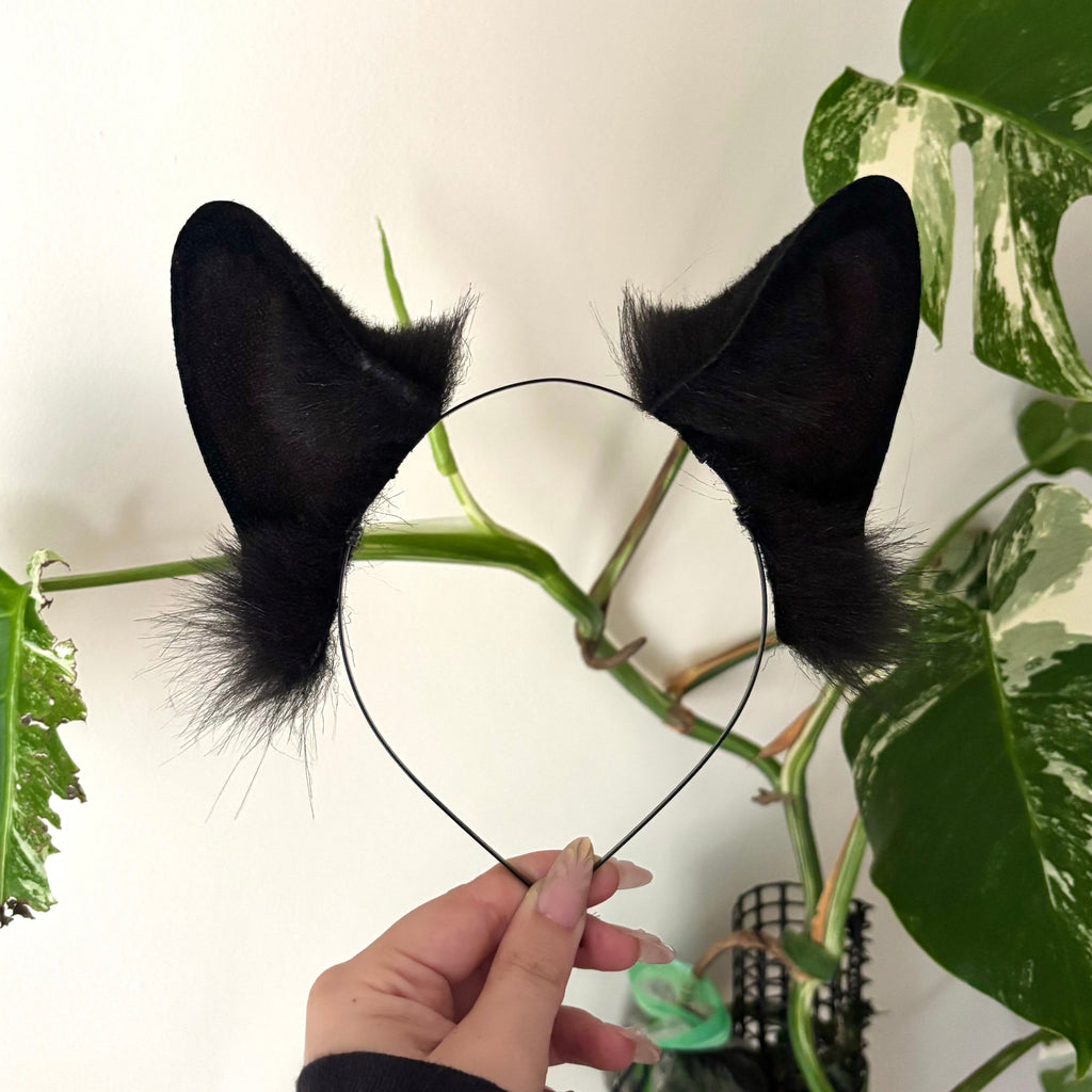 Black German Shepherd Ears