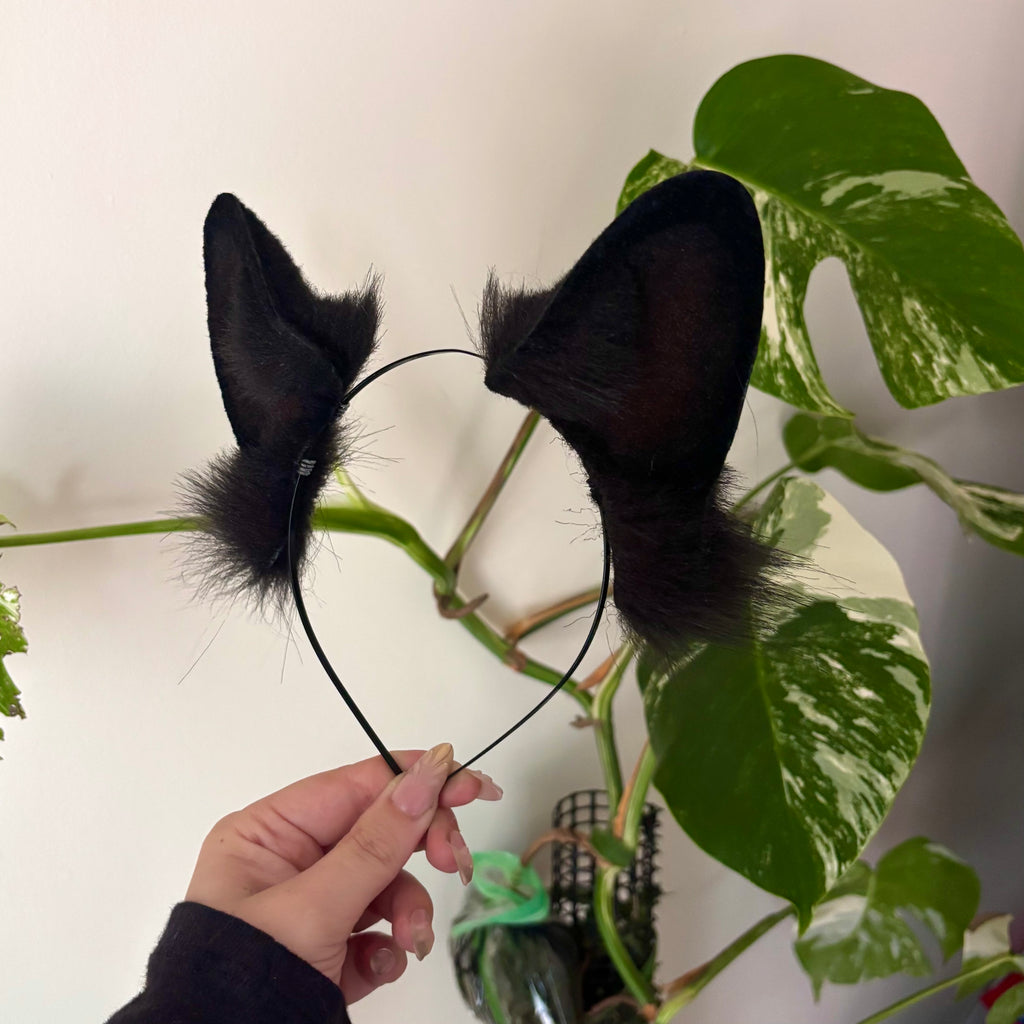 Black German Shepherd Ears