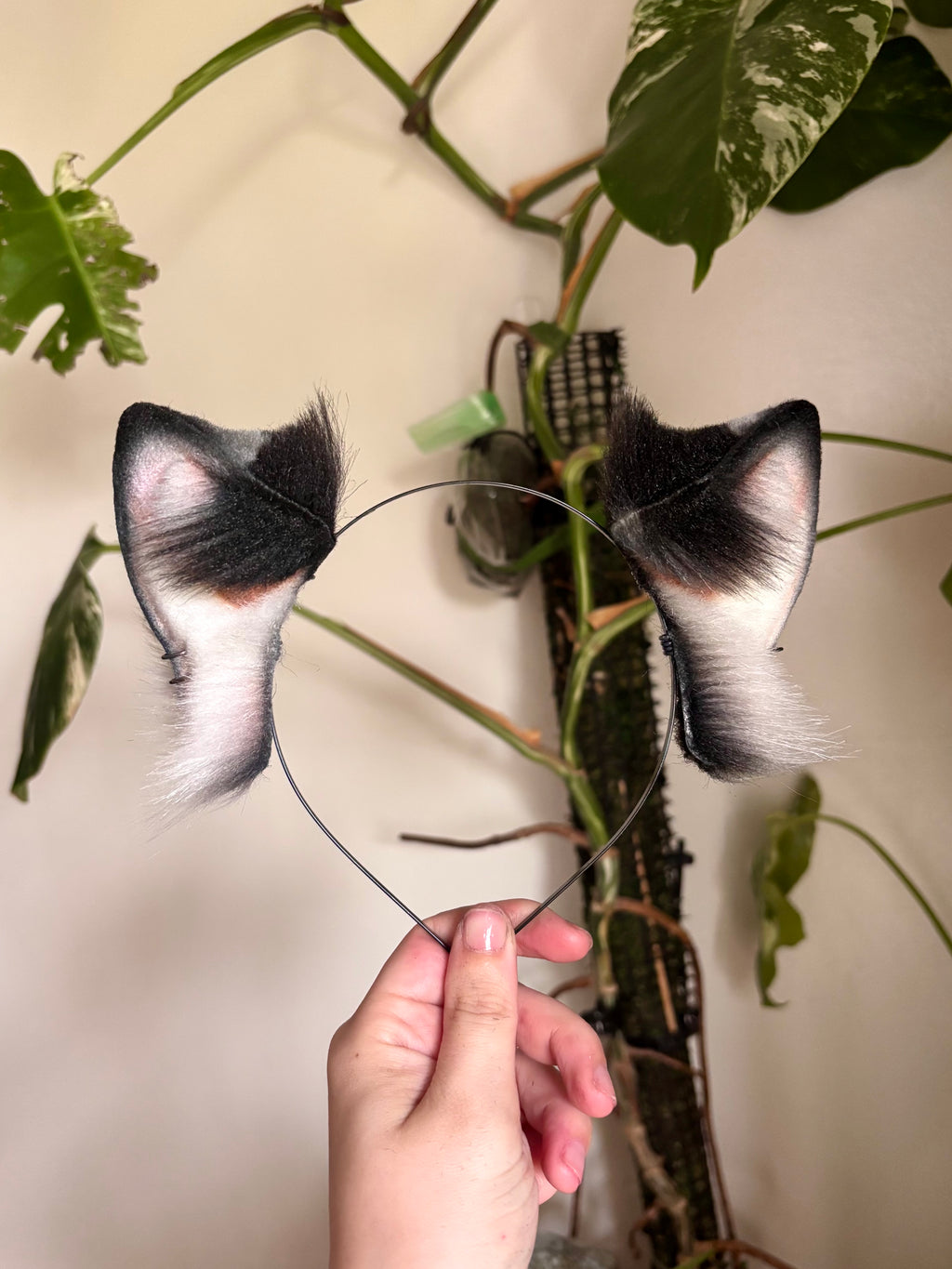 Marbled Kitten Ears