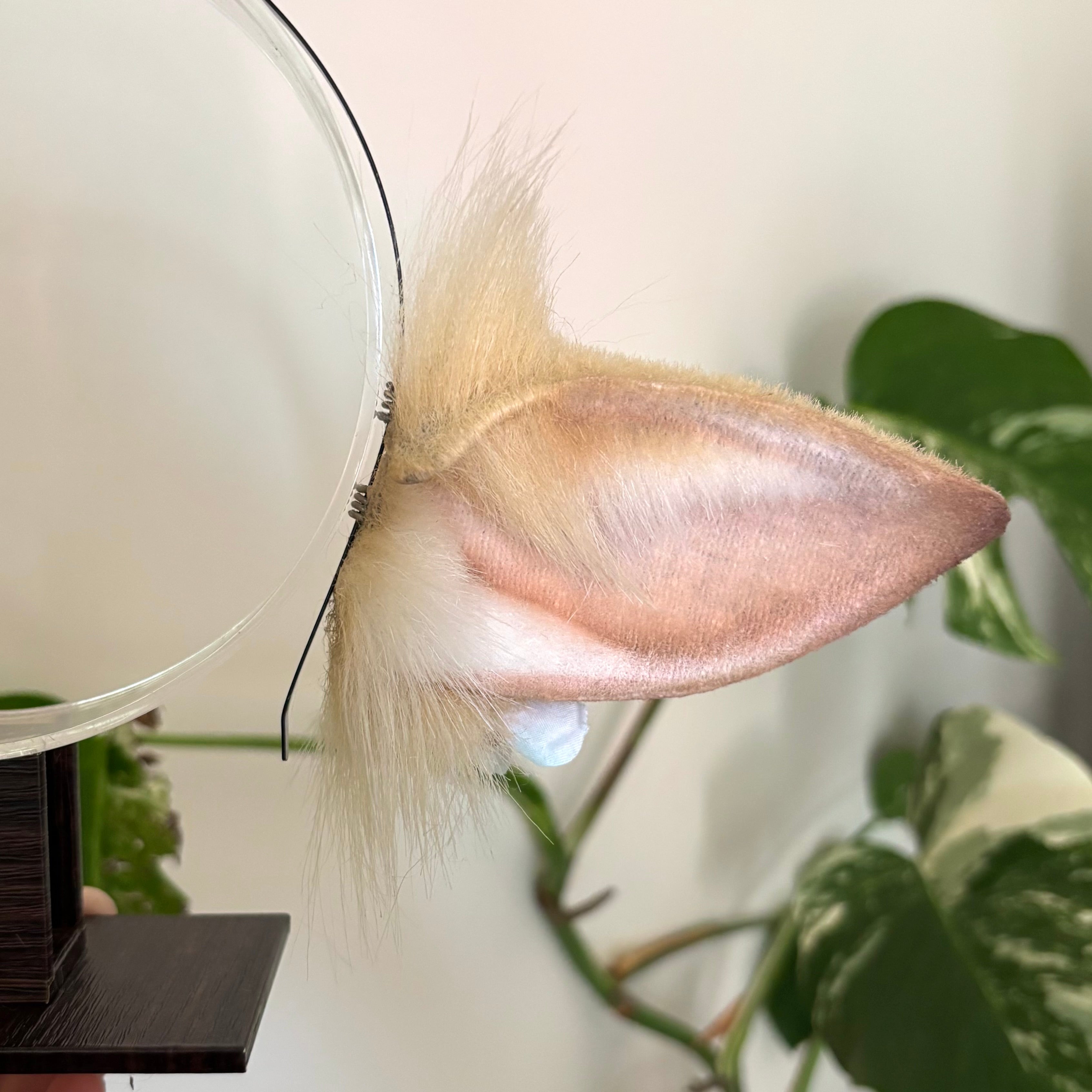 Blonde Low Sitting Ears - Fawn / Deer / Cow / Goat