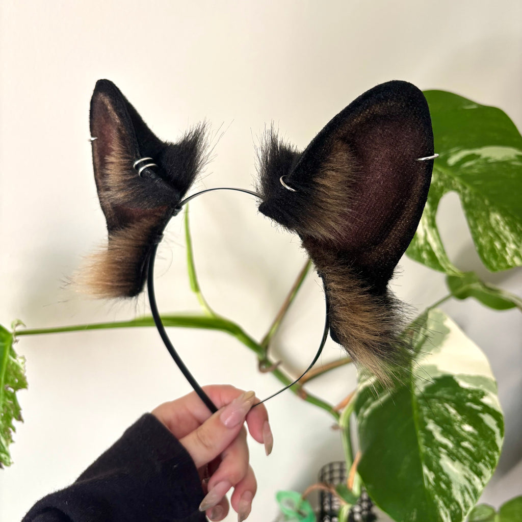 German Shepherd Ears