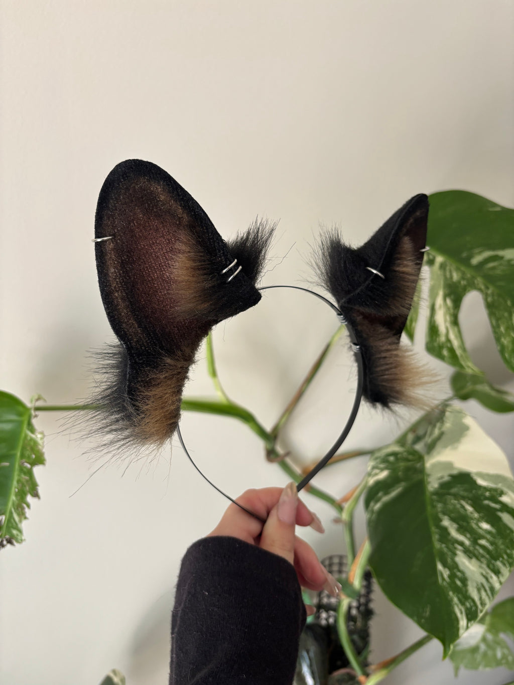 German Shepherd Ears