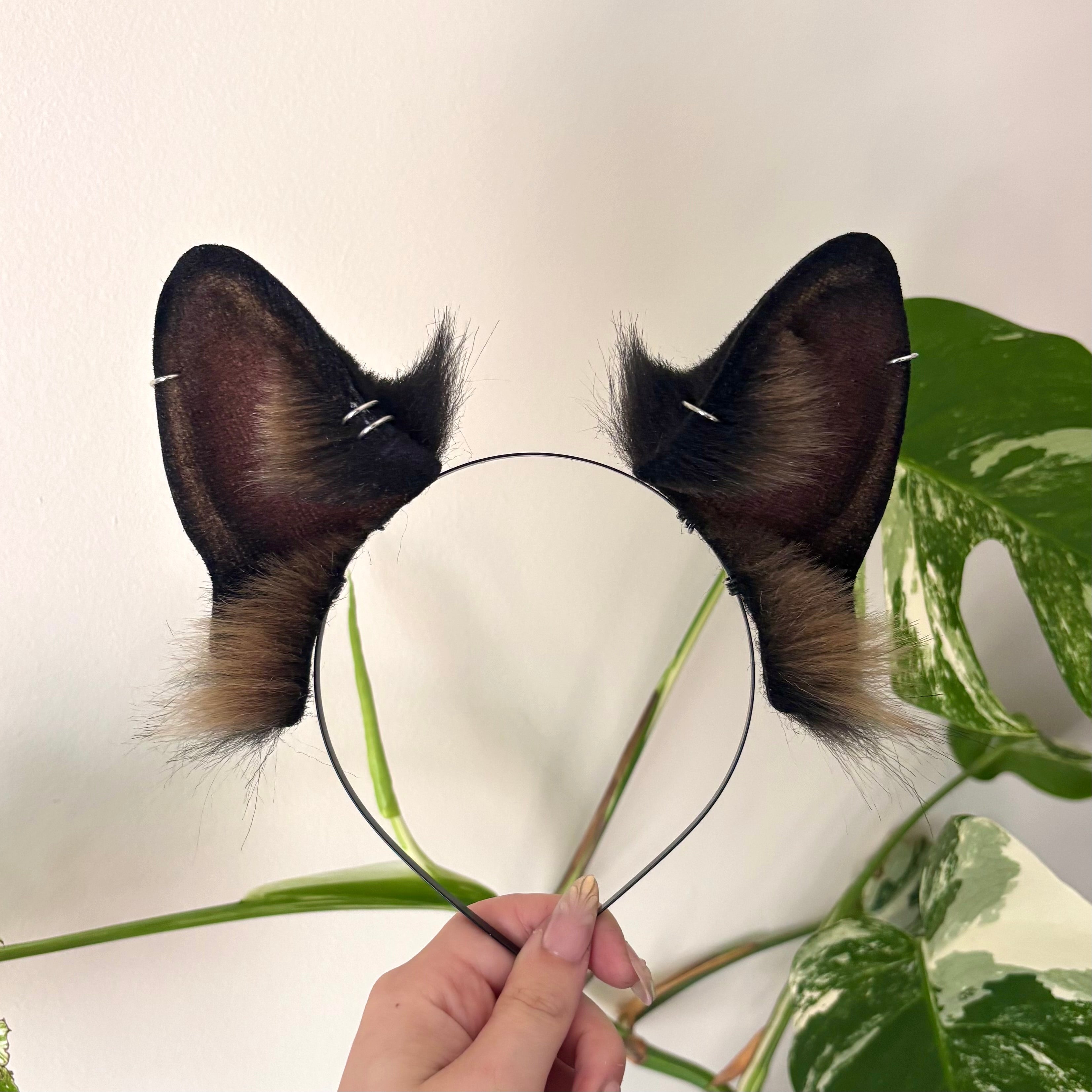 German Shepherd Ears