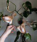 Starlight Fawn Deer Ears