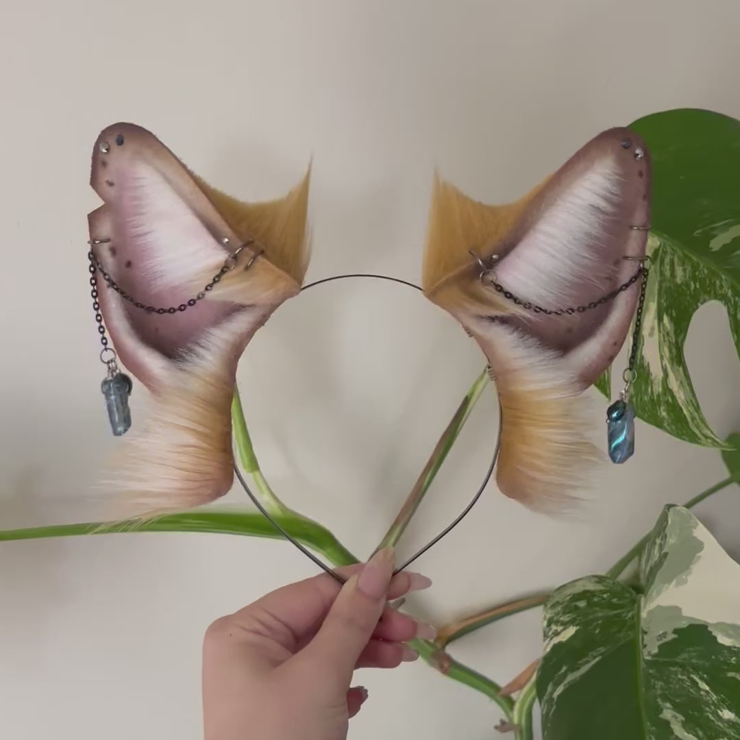 Golden Fox Ears