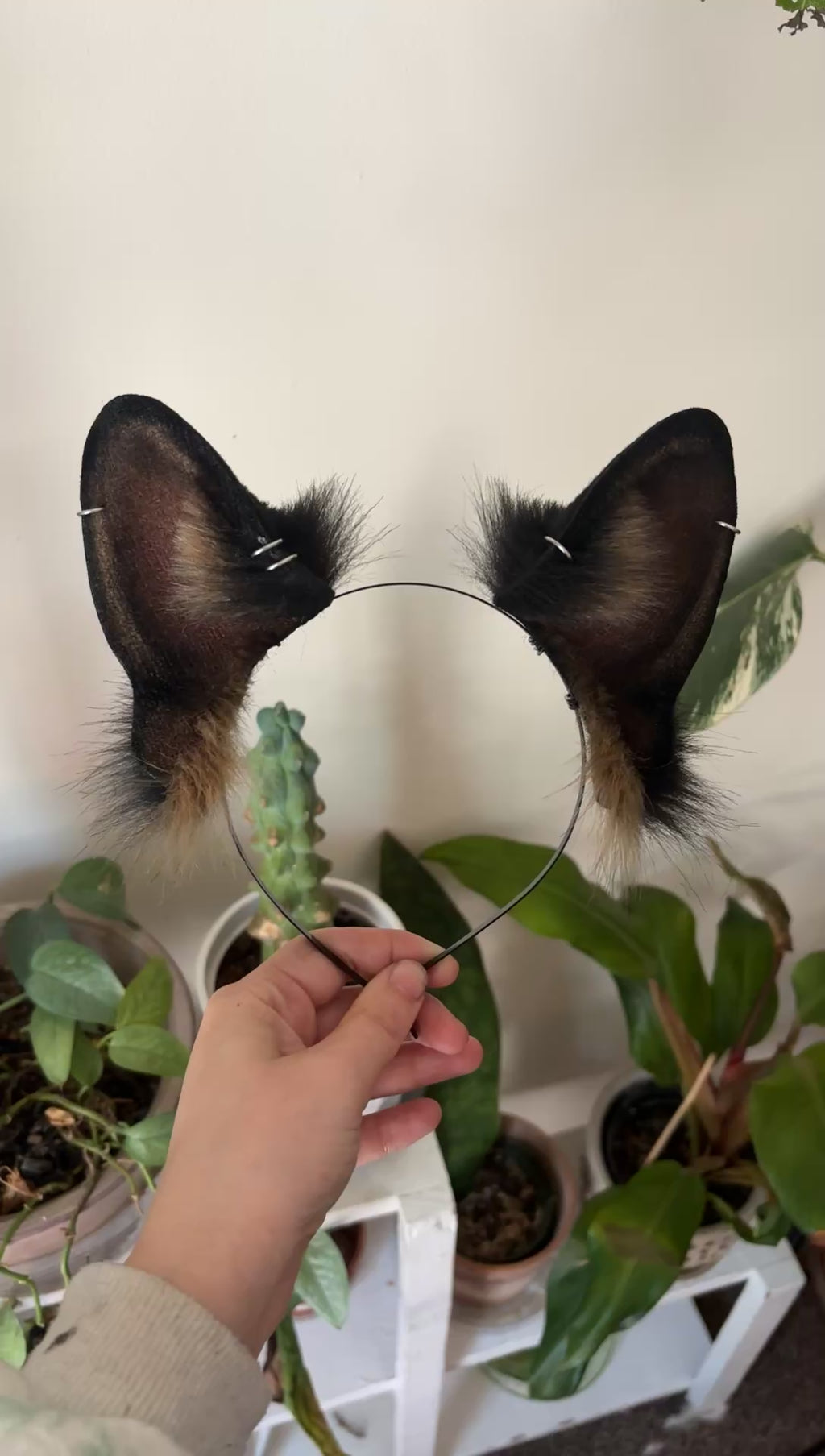 German Shepherd Ears