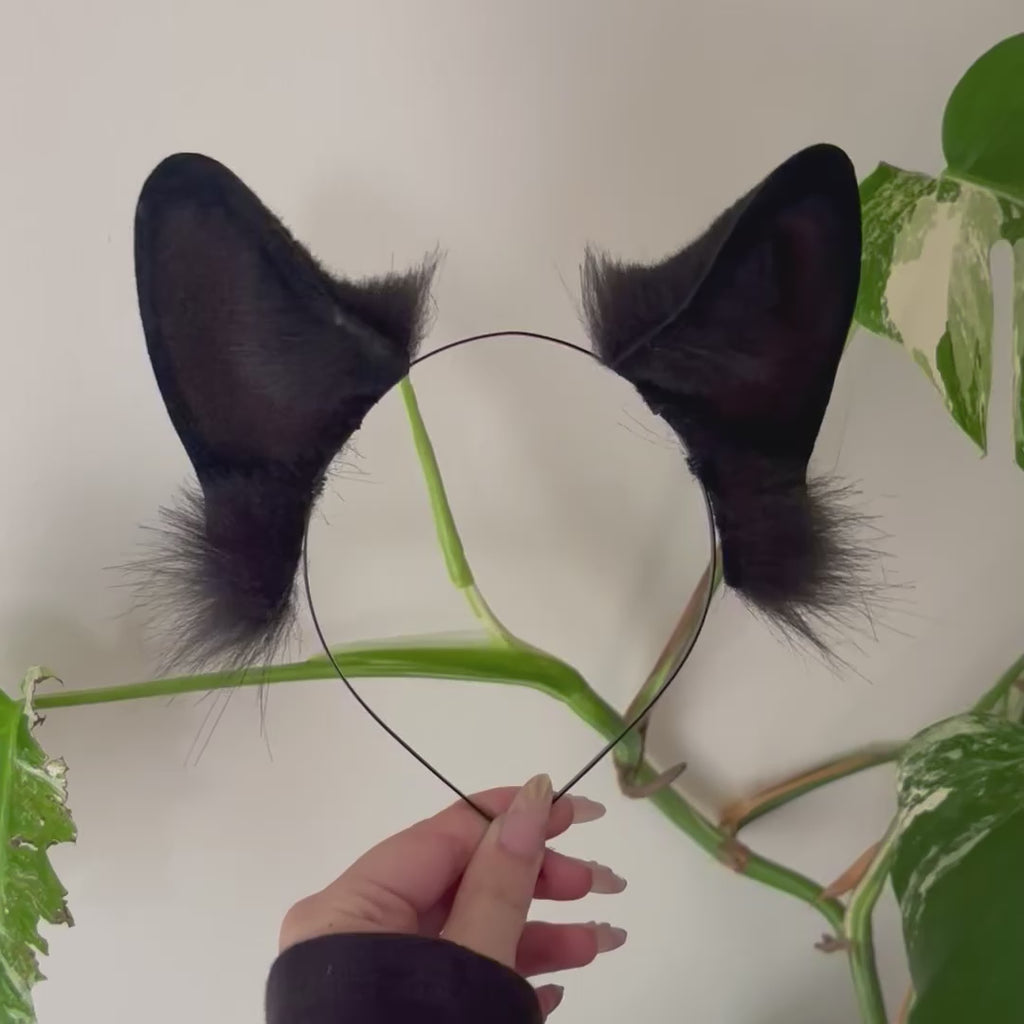 Black German Shepherd Ears