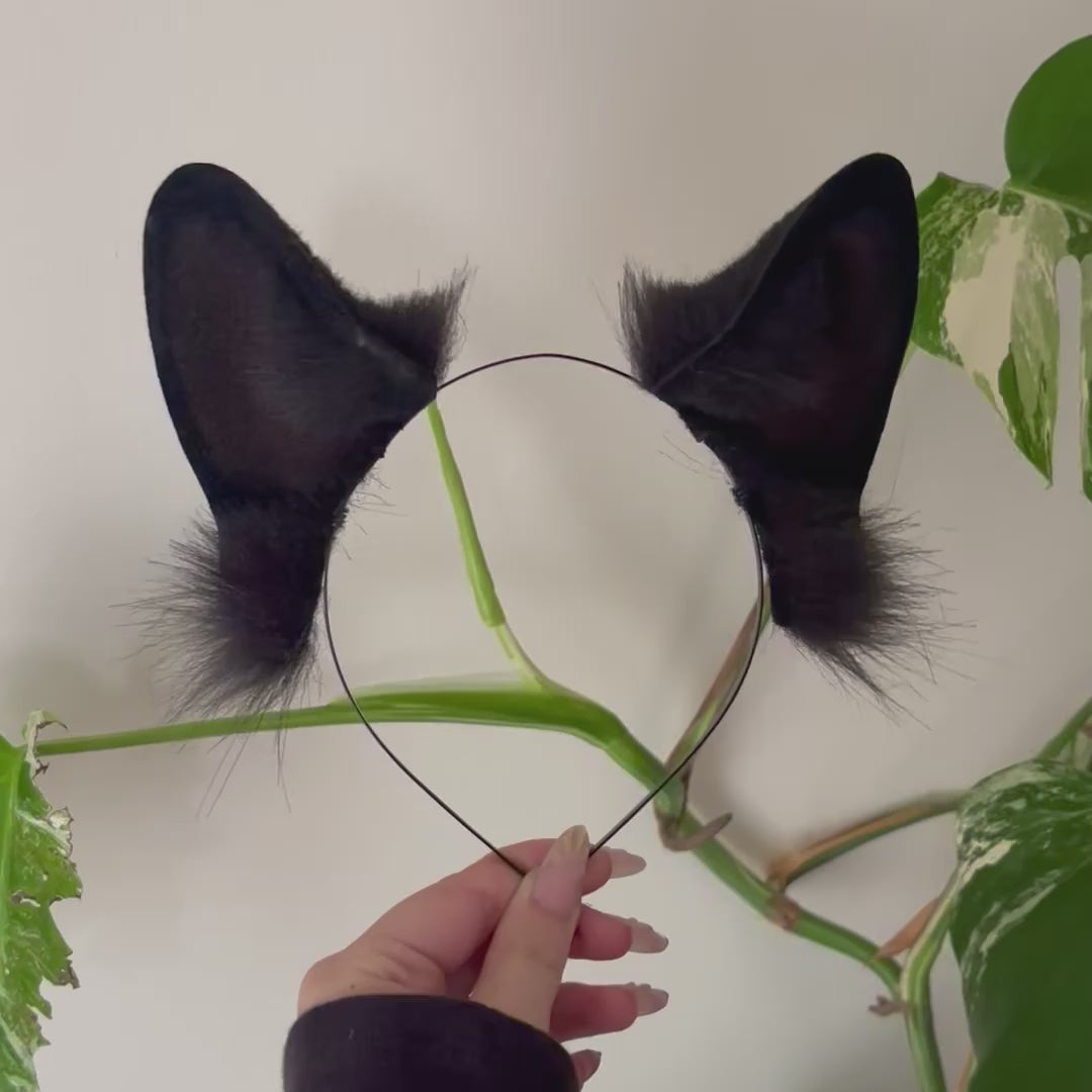 Black German Shepherd Ears
